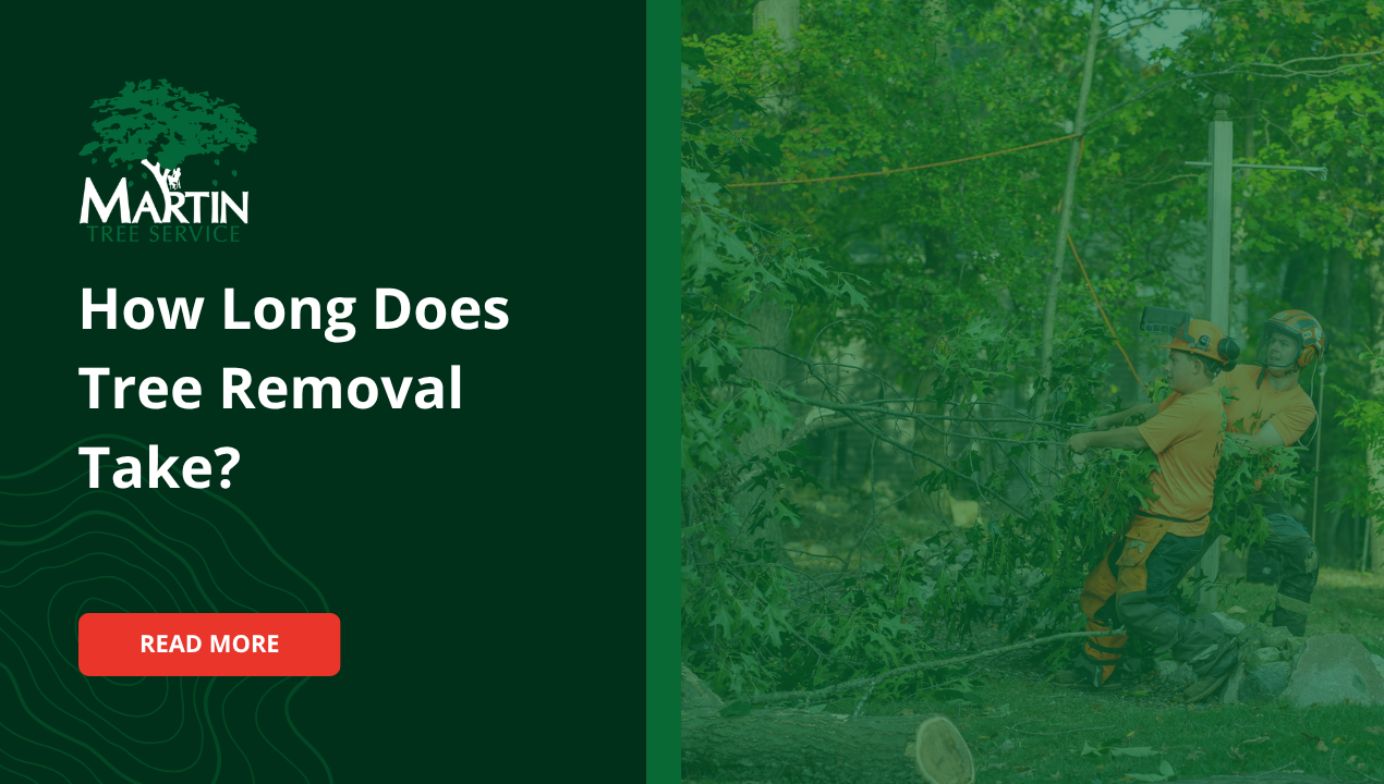 How Long Does Tree Removal Take? What to Expect