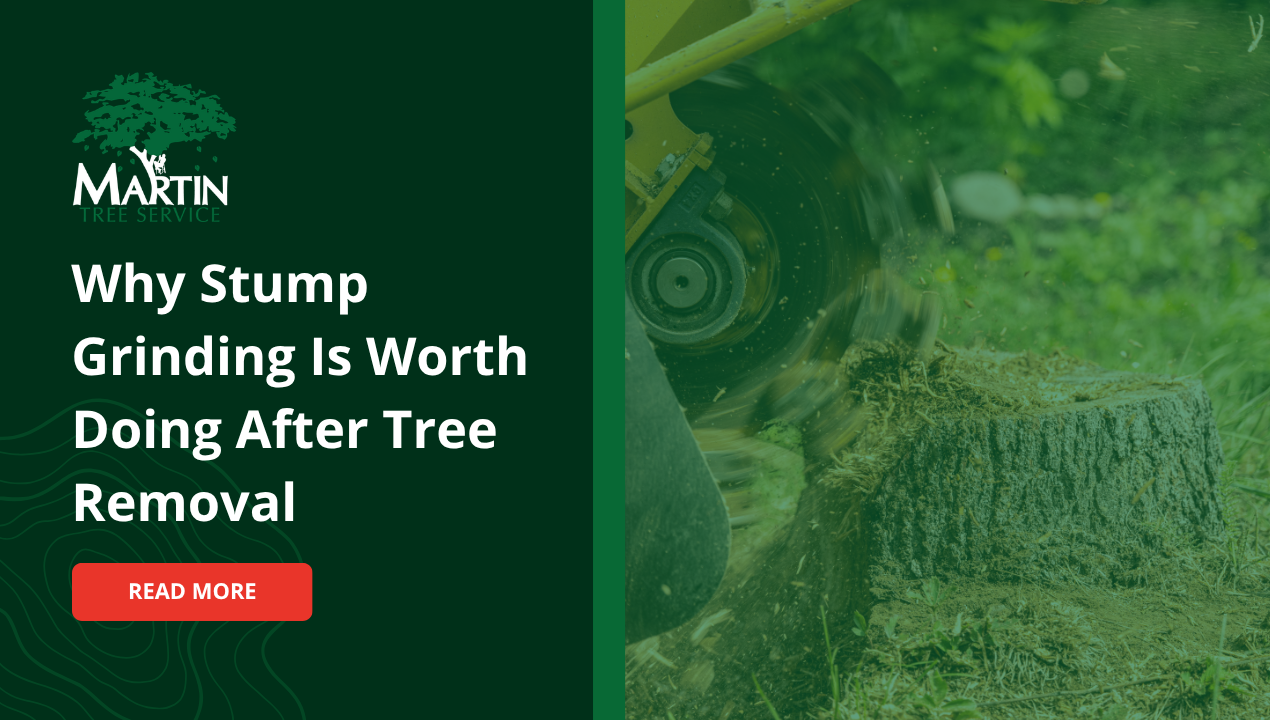 Why Stump Grinding Is Worth Doing After Tree Removal