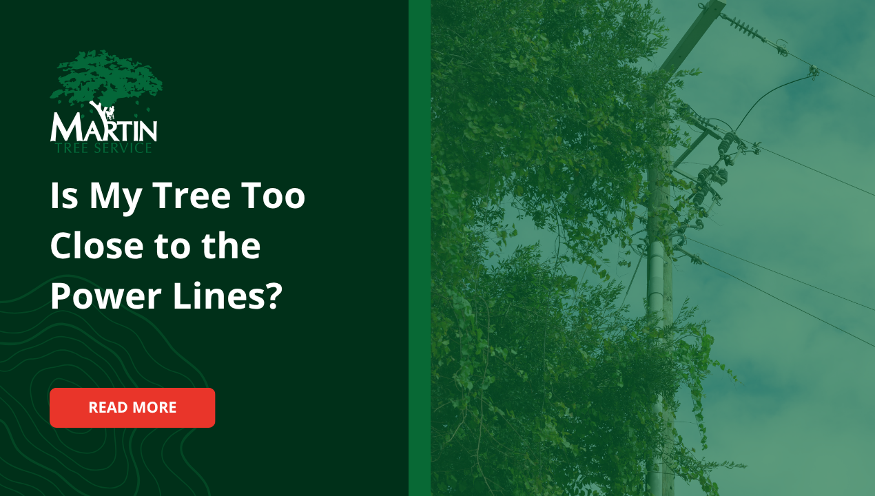 Is My Tree Too Close to the Power Lines?