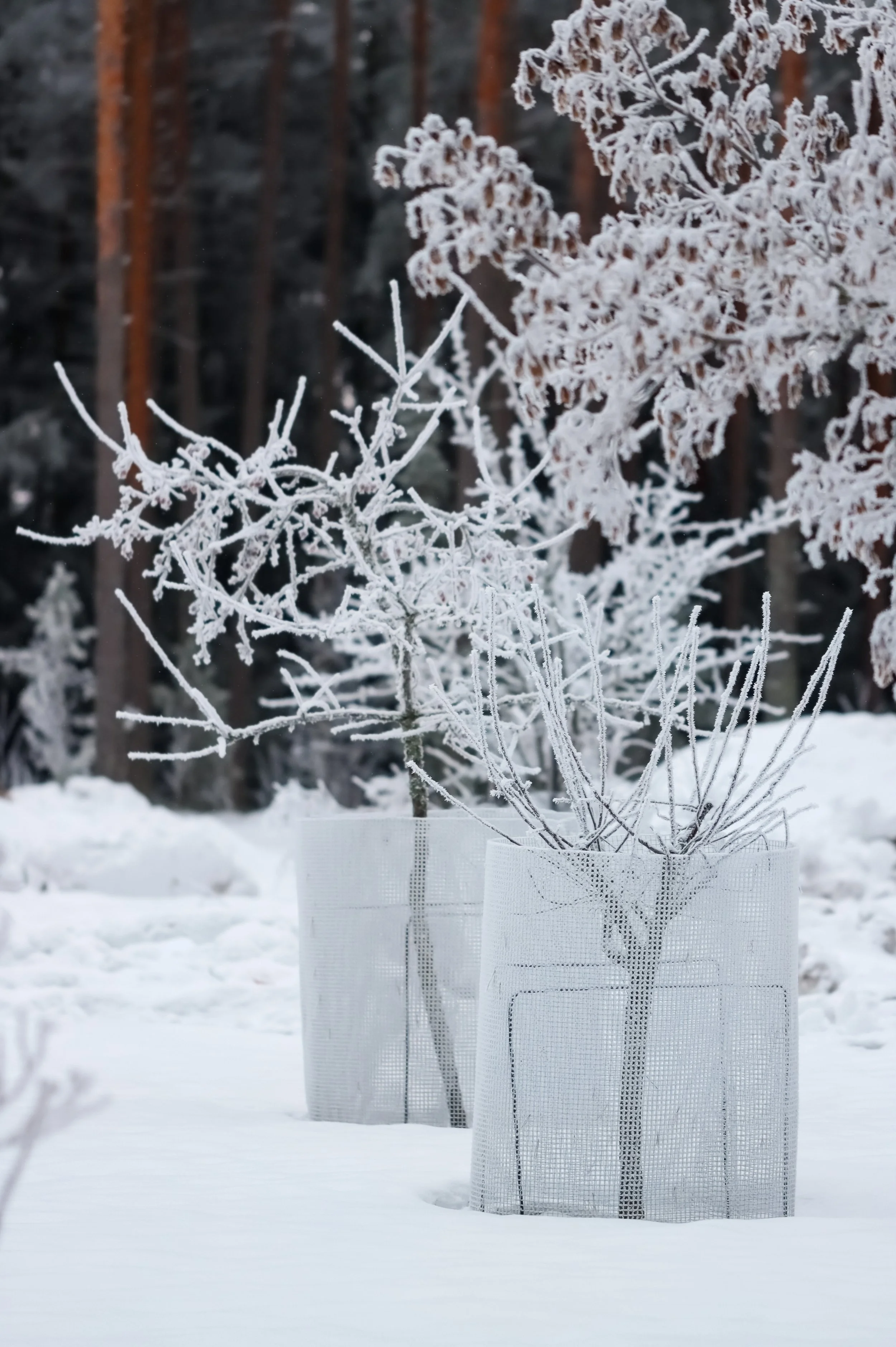 Winter Tree covered in ice and protected from the deer