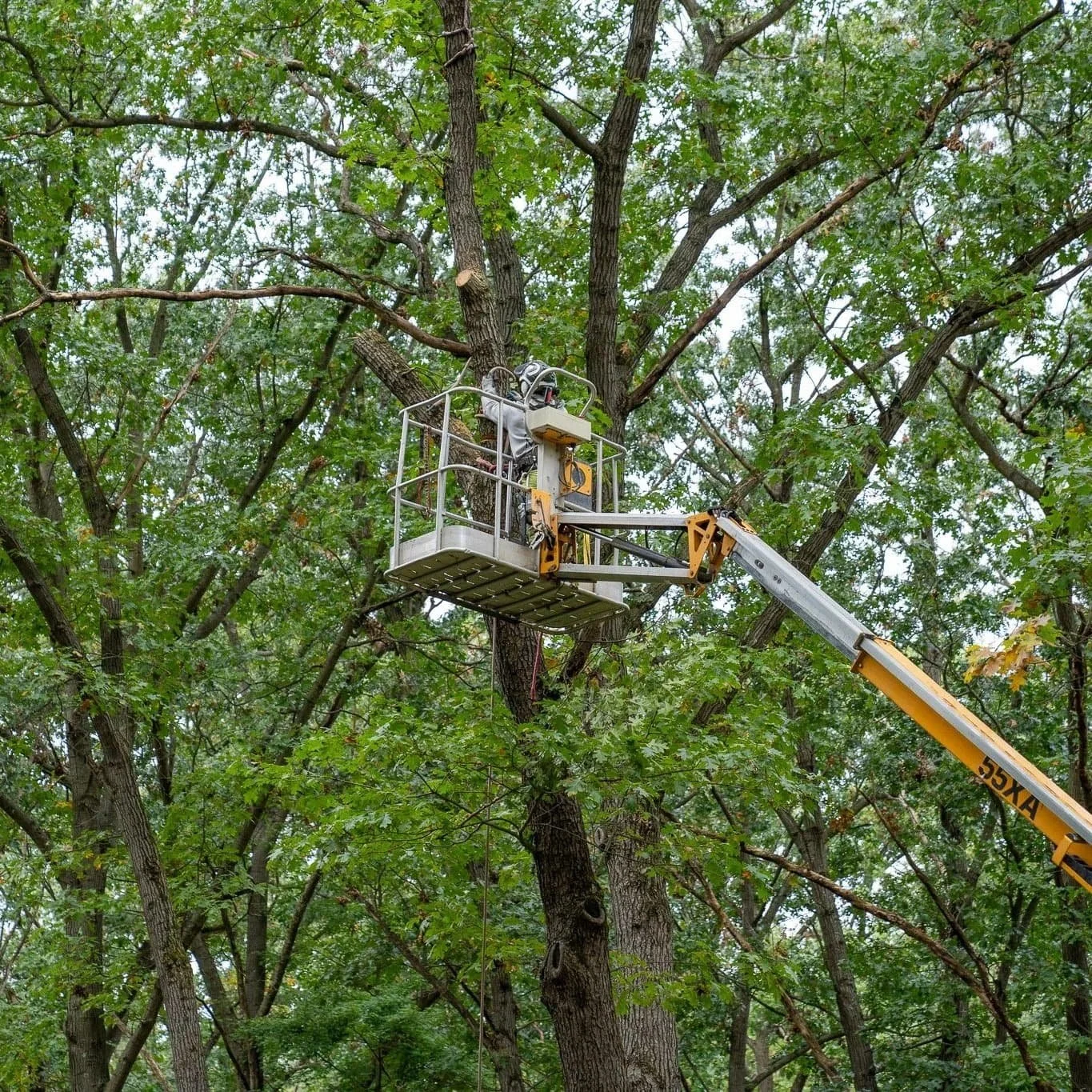 Why Preventative Tree Care Costs Less Than Emergency Removal.jpg