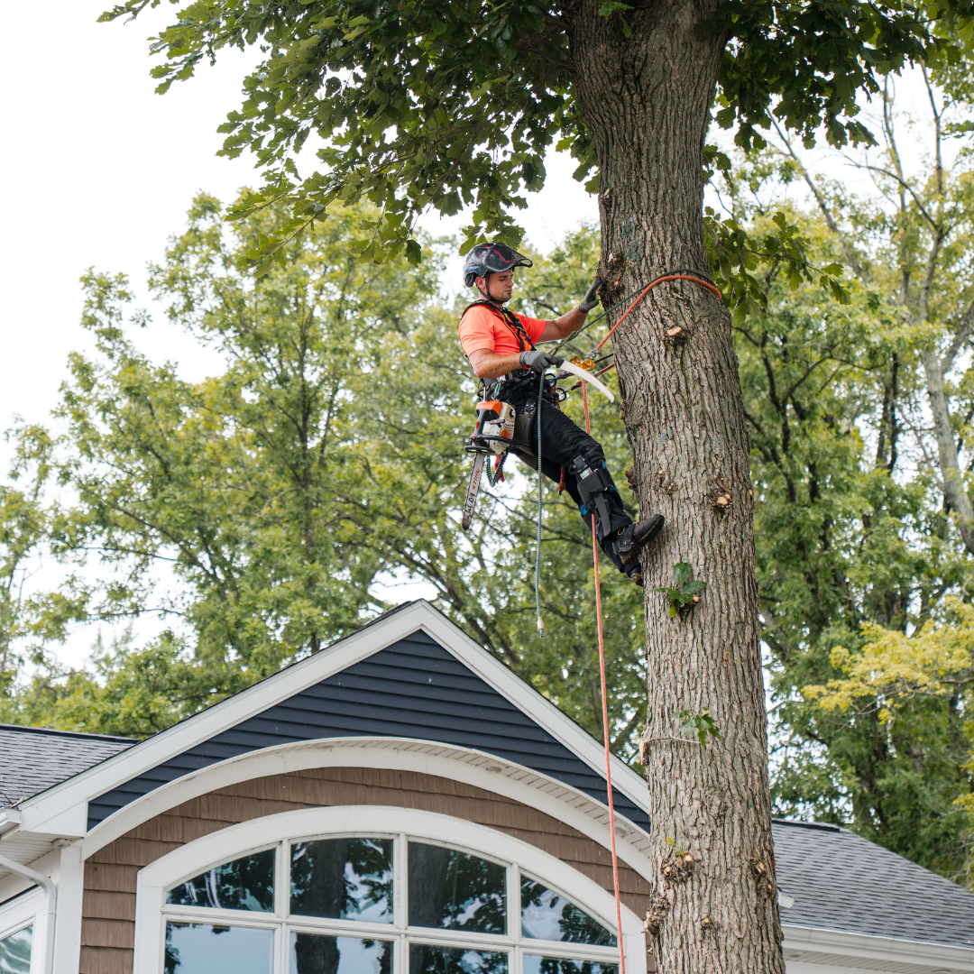 Tree service professional in safety harness climbing a tree near a home