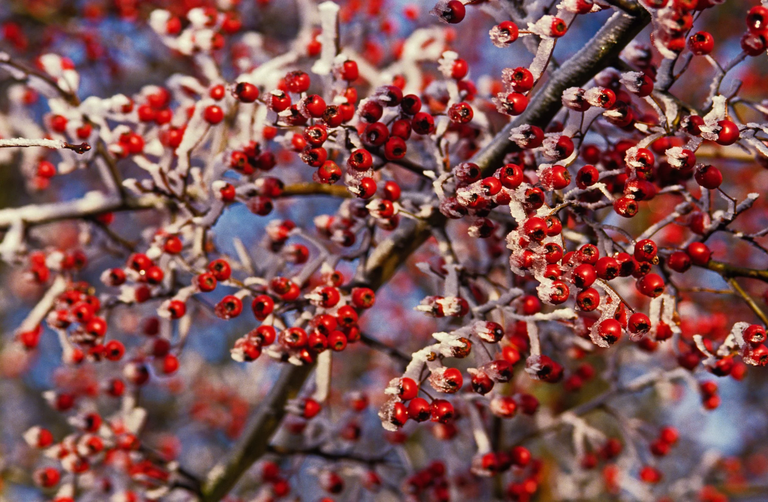 Hawthorne tree branches covered in snow, late-winter trimming for shape
