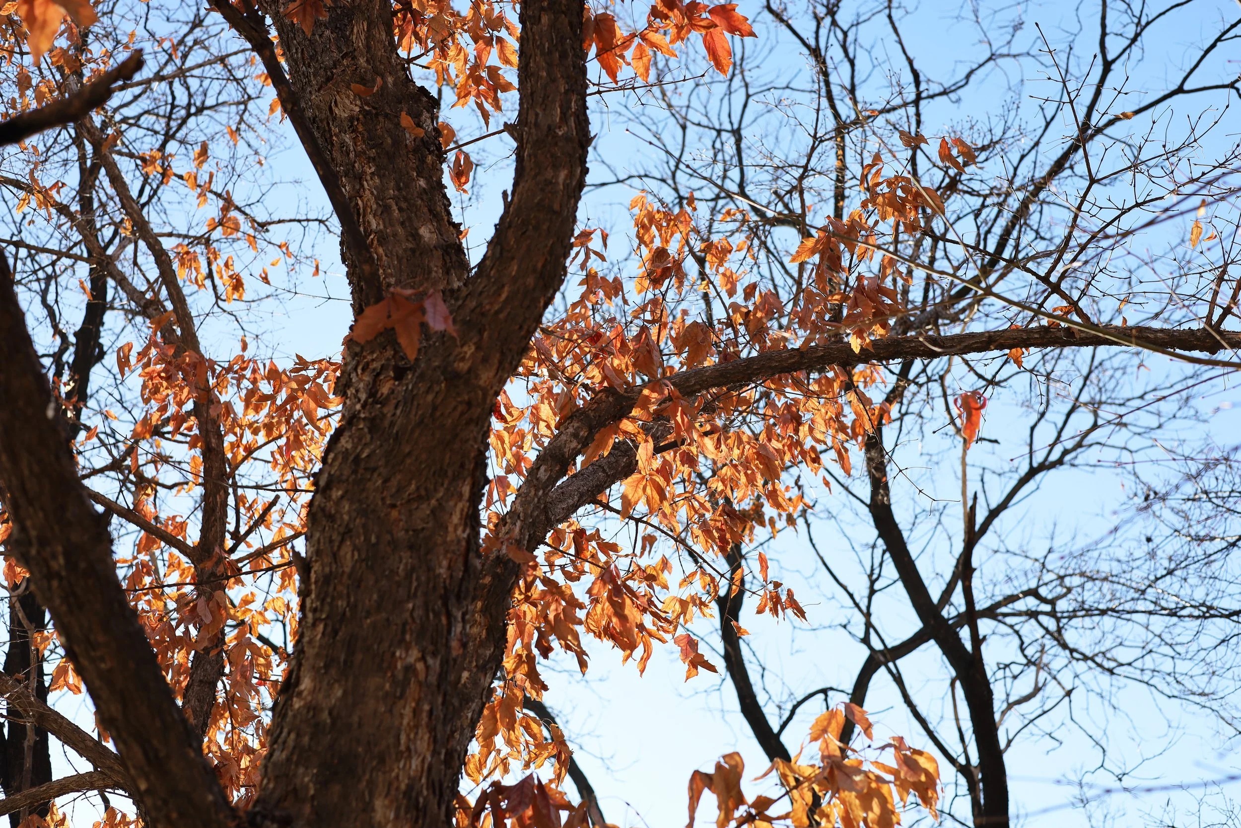 Tree branches with dry orange-brown leaves against a blue sky