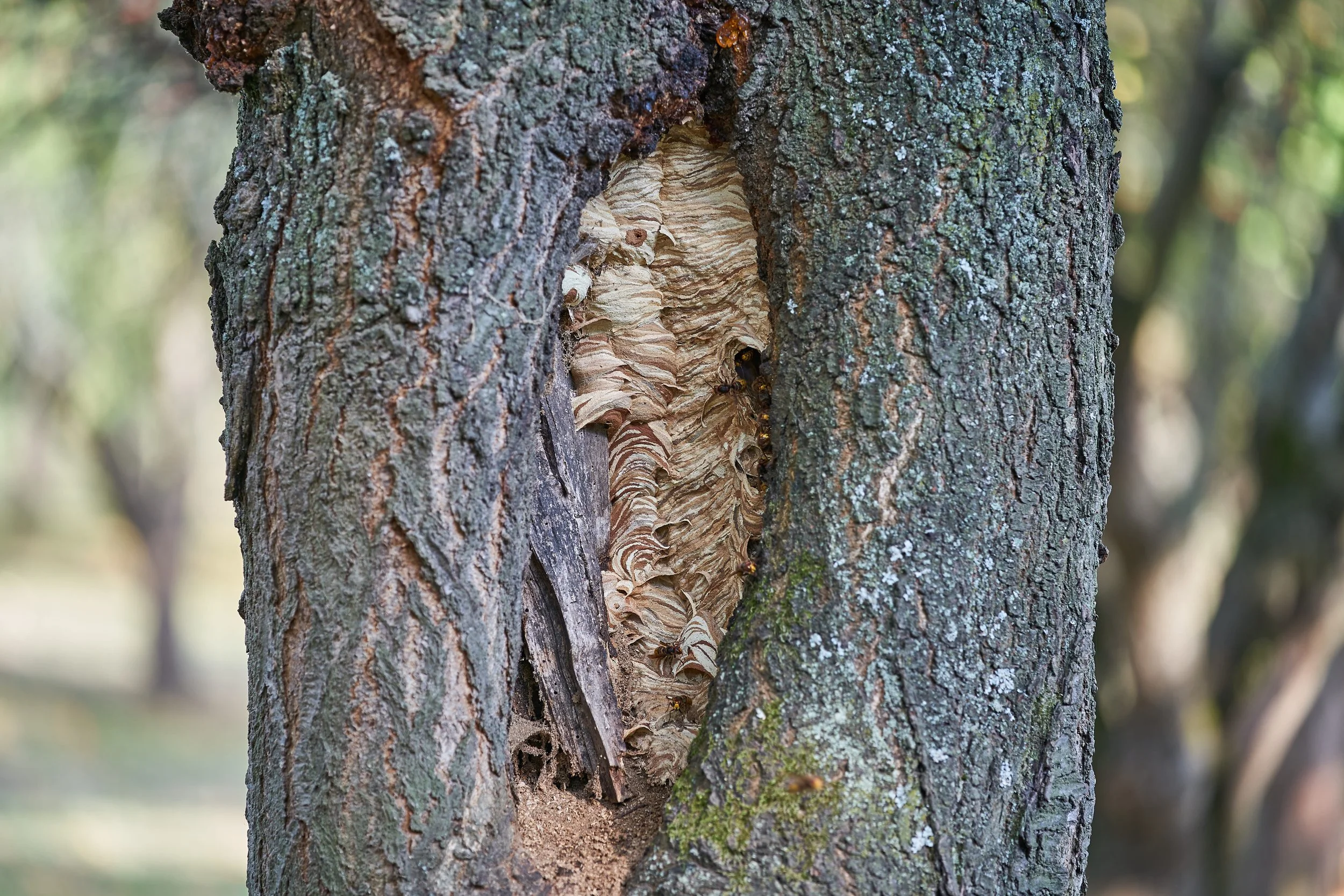 Wasp nest hanging from tree branches in a Michigan yard