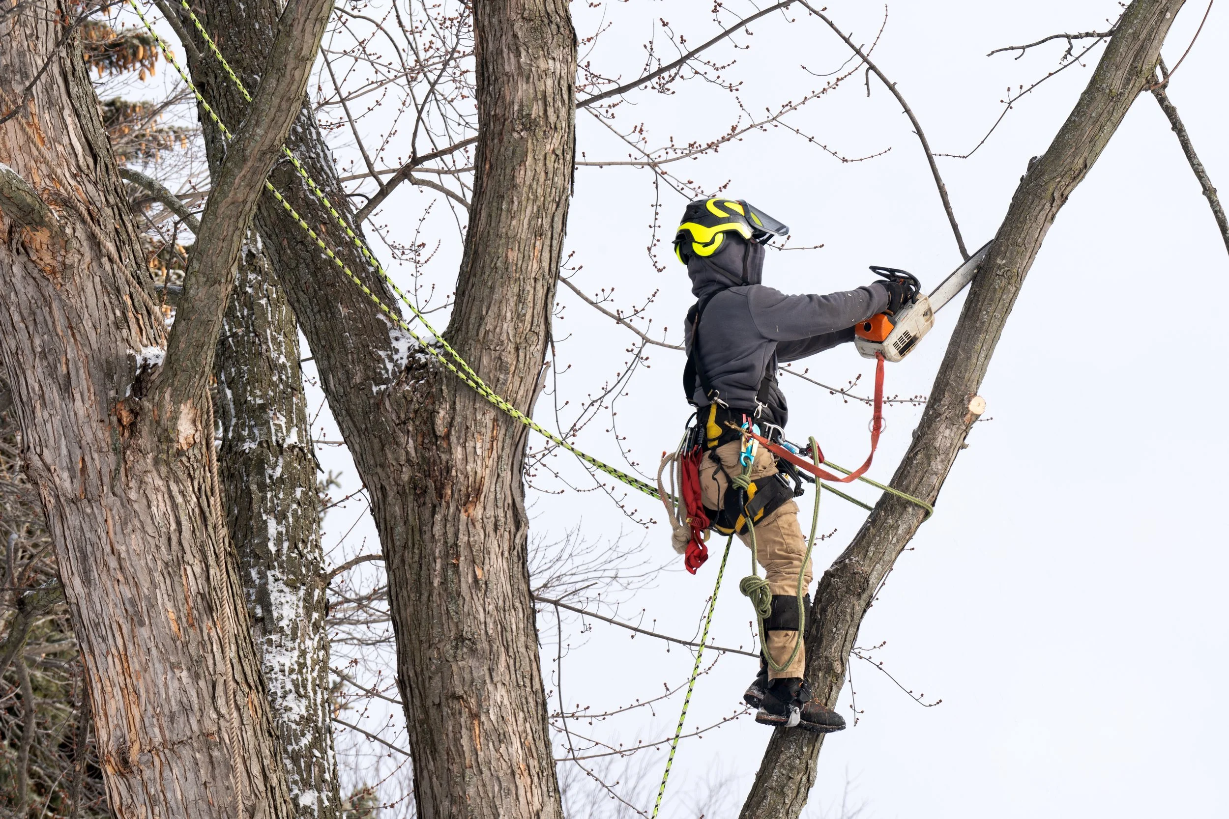 Tree climber trimming a branch out of a tall tree in the winter time