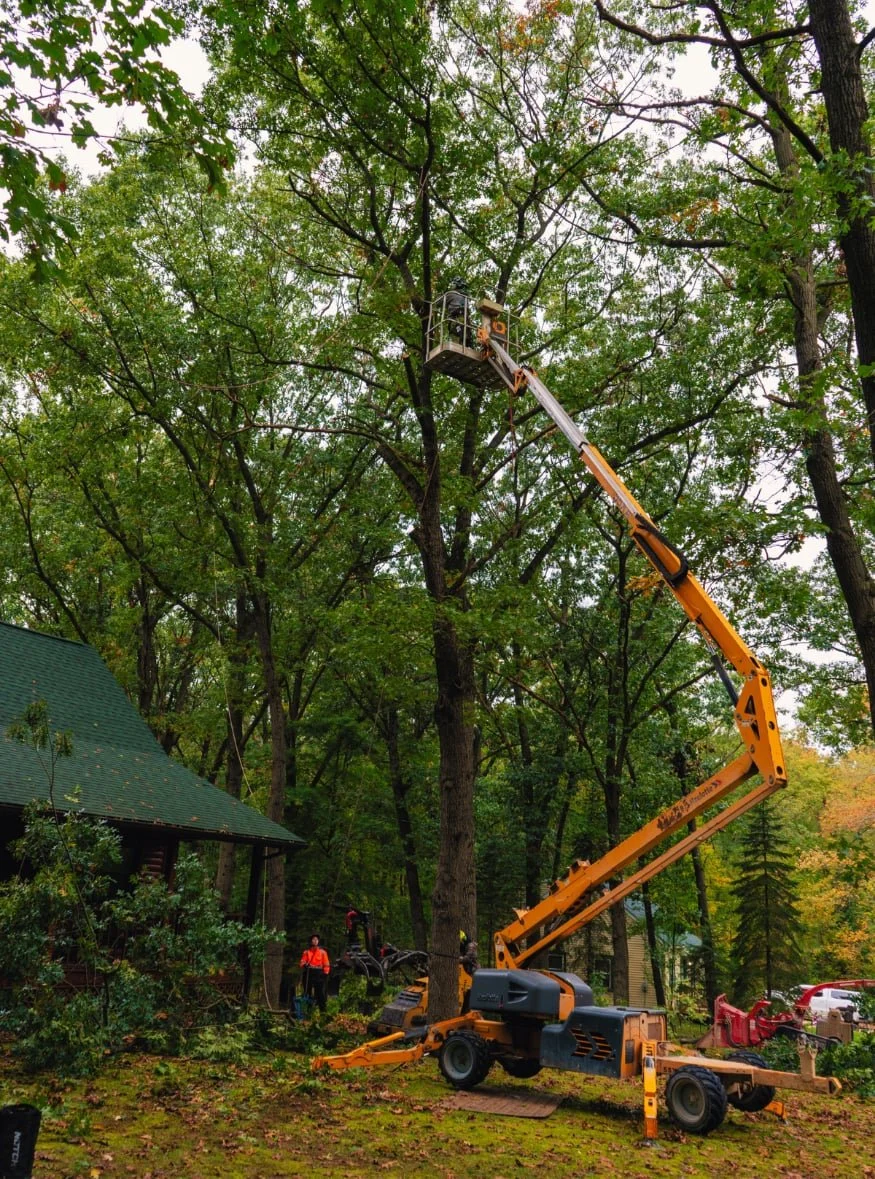 Real Benefits of Regular Tree Trimming in Michigan - Martin Tree Services.png