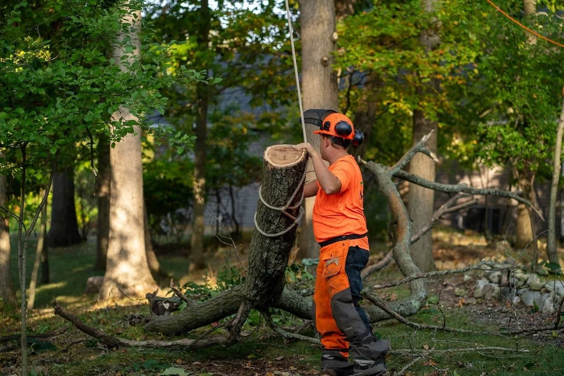 A person in orange safety gear handling a cut tree trunk in a forest area.