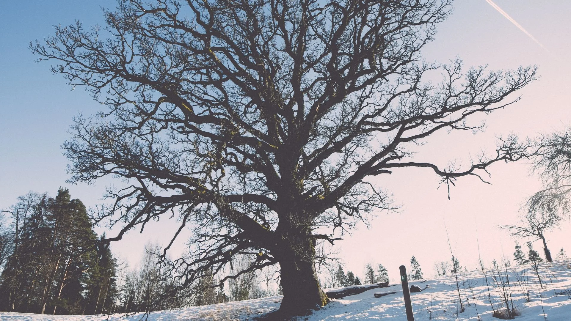 Why Winter Is The Safest Time To Prune Your Oak Trees — Martin Tree
