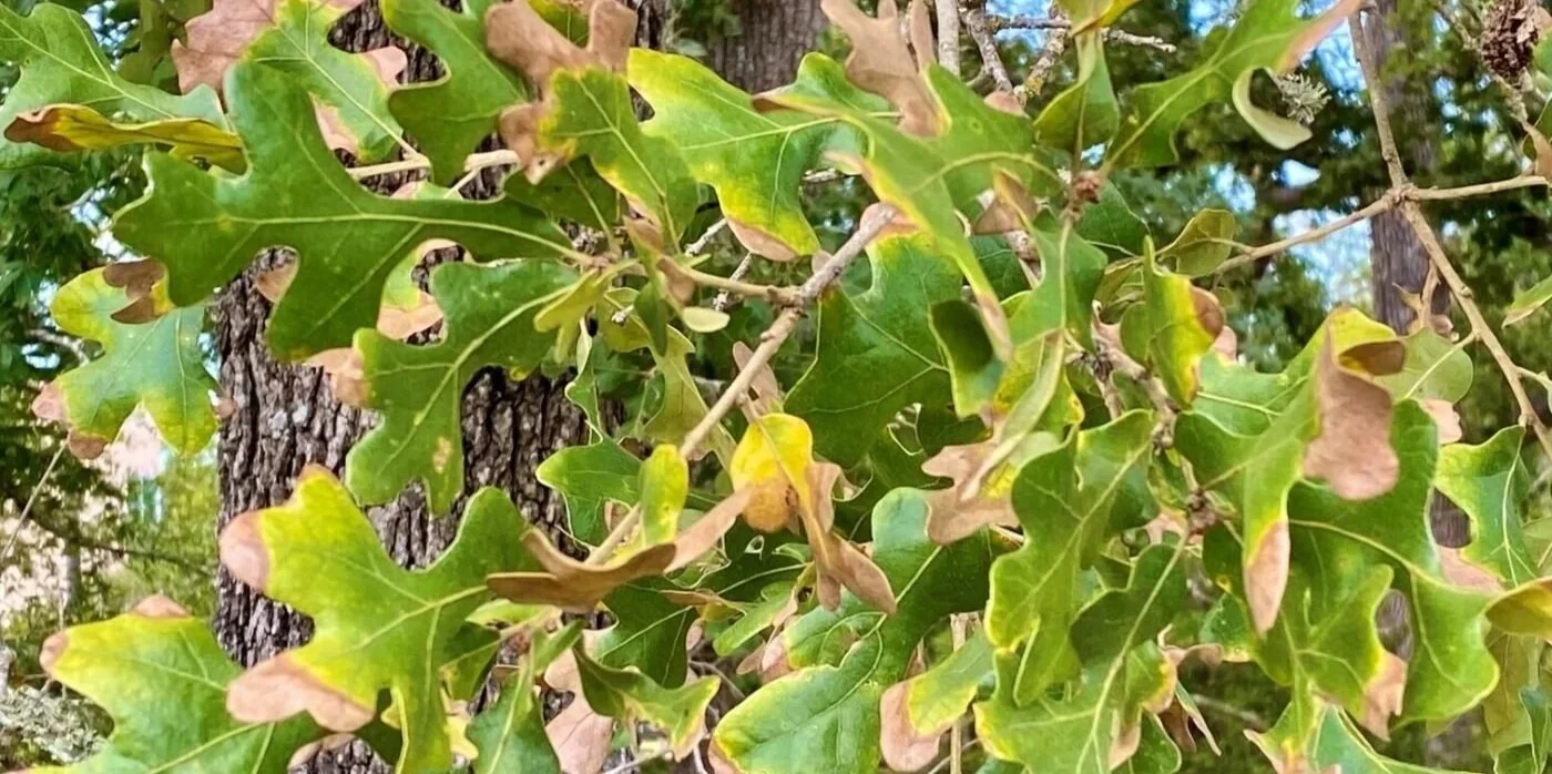 Oak tree canopy with browning, wilting leaves