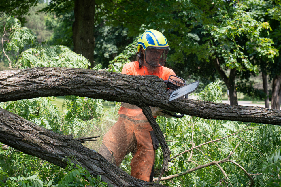 Martin Tree Services - Sawing tree fell