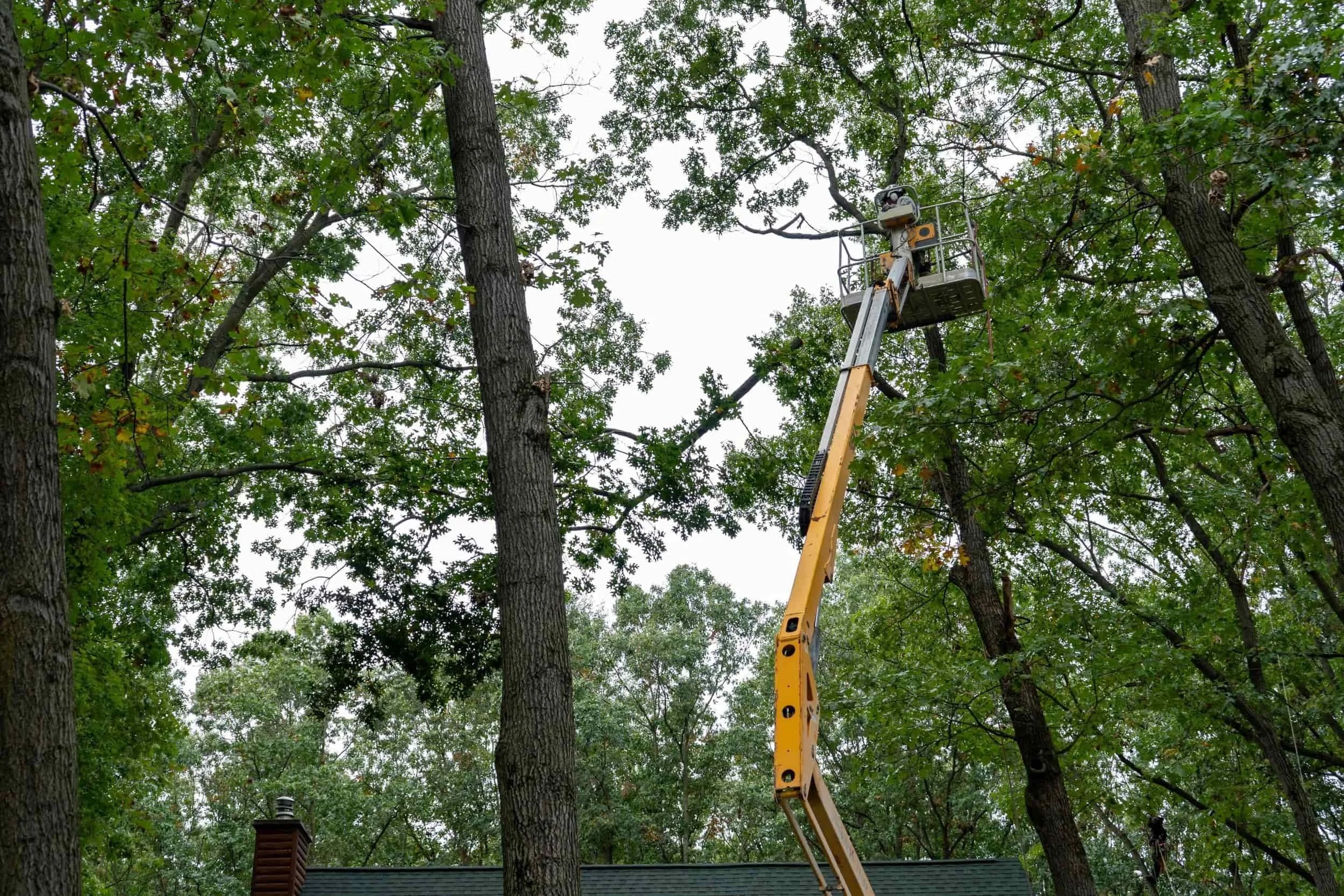 Tree Trimmer in a bucket truck trimming a tree in the summer