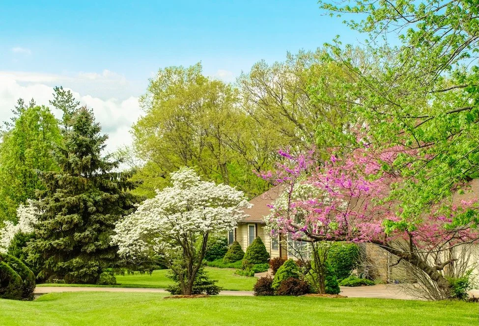 Flowering Trees in a Michigan front yard in the spring