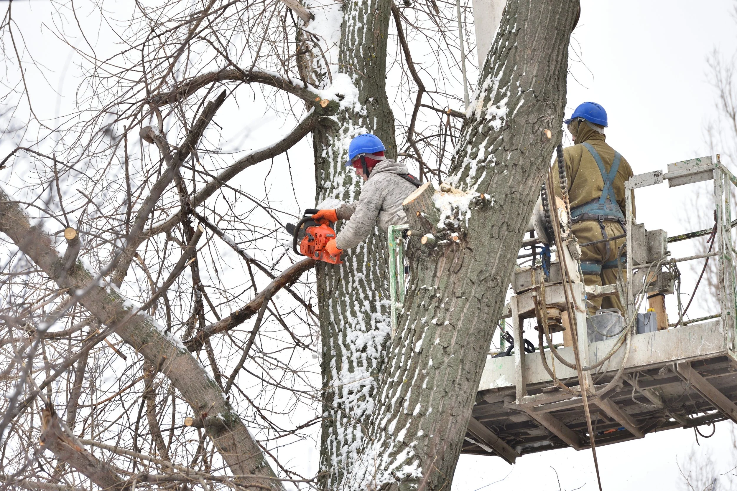 Tree Trimmers in a lift trimming a tree with a chainsaw