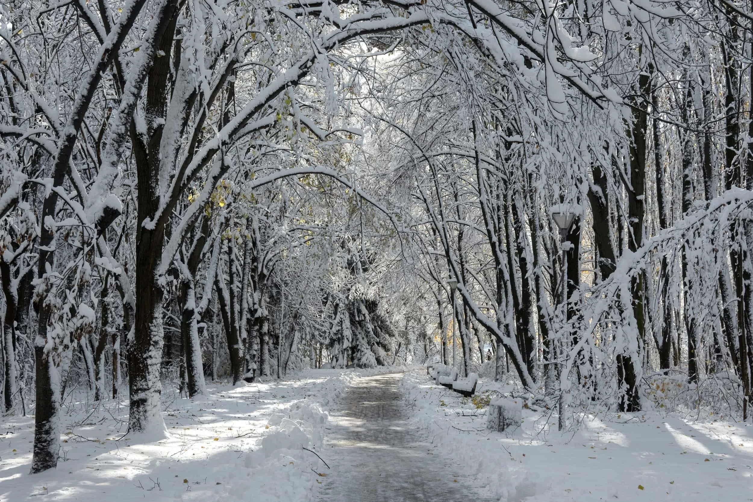 Winter trees covered in snow make loud popping noise, determining if there's damage