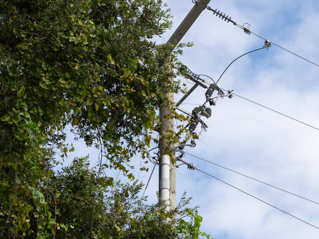 Tree branches and vines growing into a utility pole and power lines