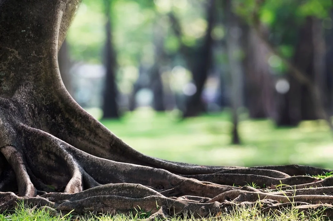 Base of a tree with thick sprawling roots.