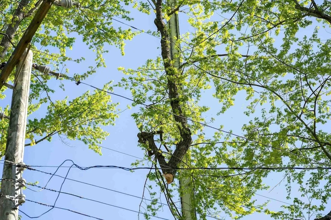 Professional Tree Trimming Services