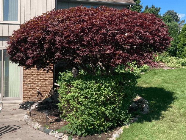 Tree Pruning Services
