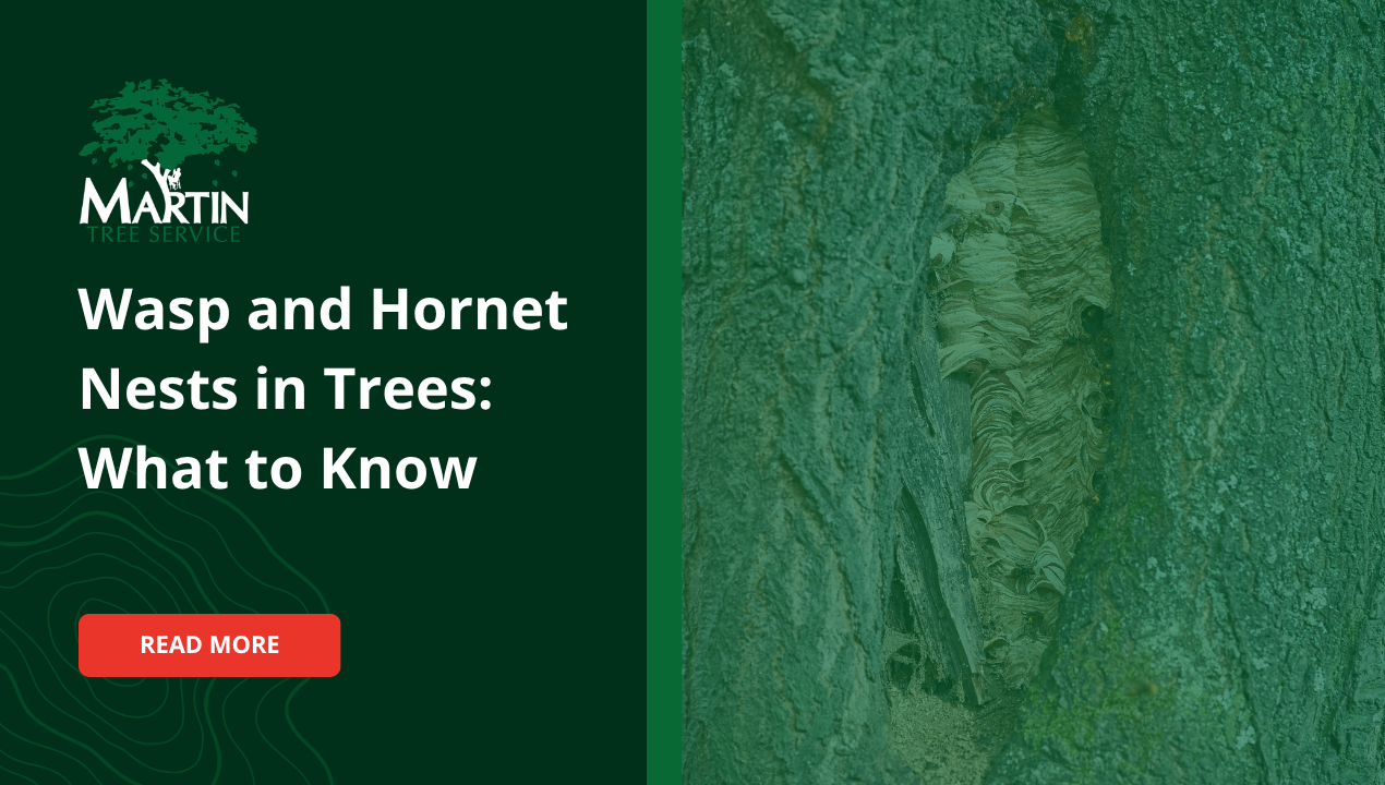 Wasp and Hornet Nests in Trees: What to Know