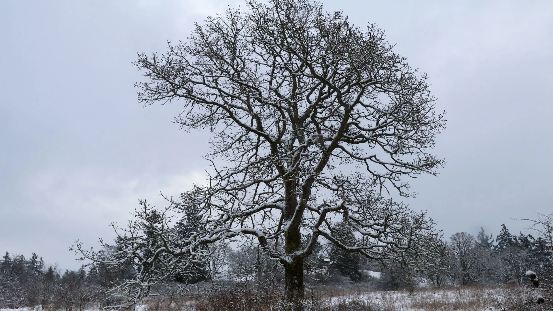 Tall oak tree with snow on the branches with trees behind it in the why winter is the best time to trim oaks section