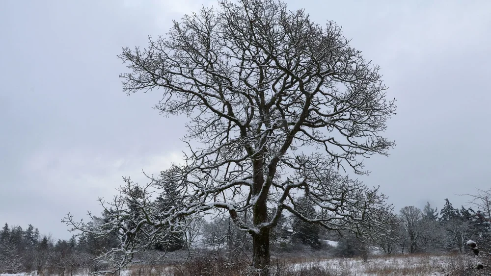Why Winter Is The Safest Time To Prune Your Oak Trees — Martin Tree