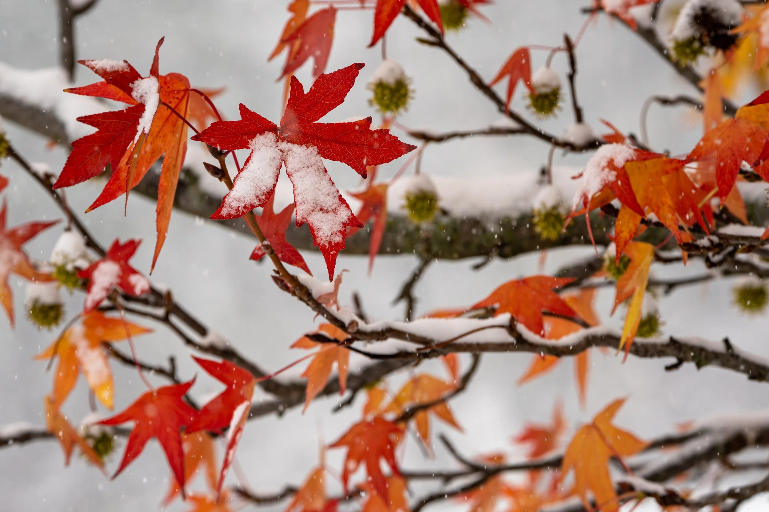 Ornamental Japanese maple with snow on its leaves, late-winter trimming