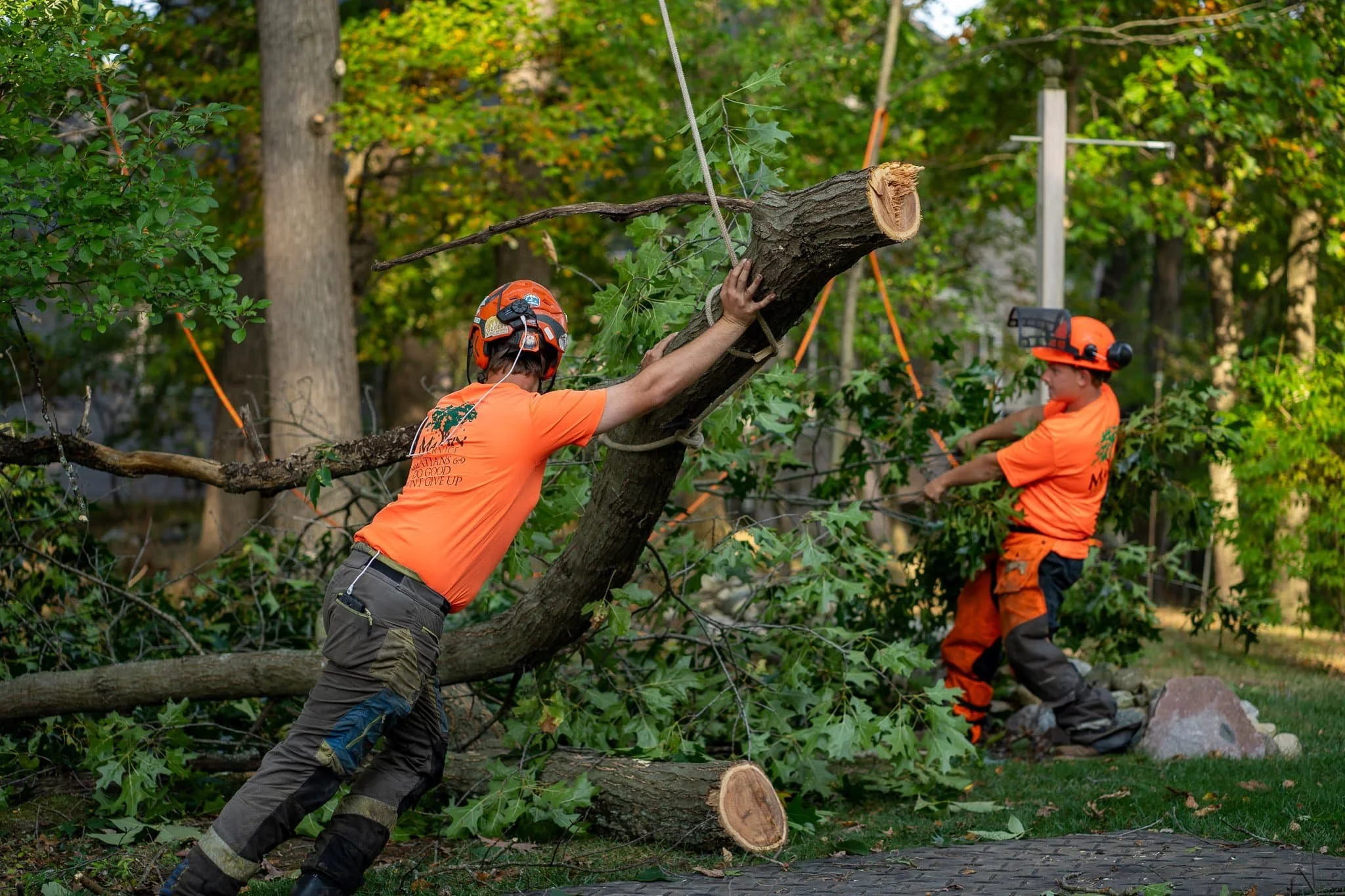 Signs Your Tree Needs Emergency Care in Michigan Martin Tree Service.jpg