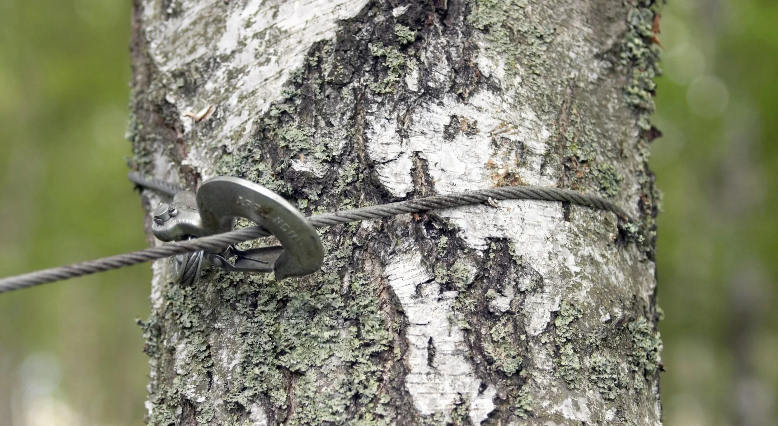 Steel support cable installed on a birch tree