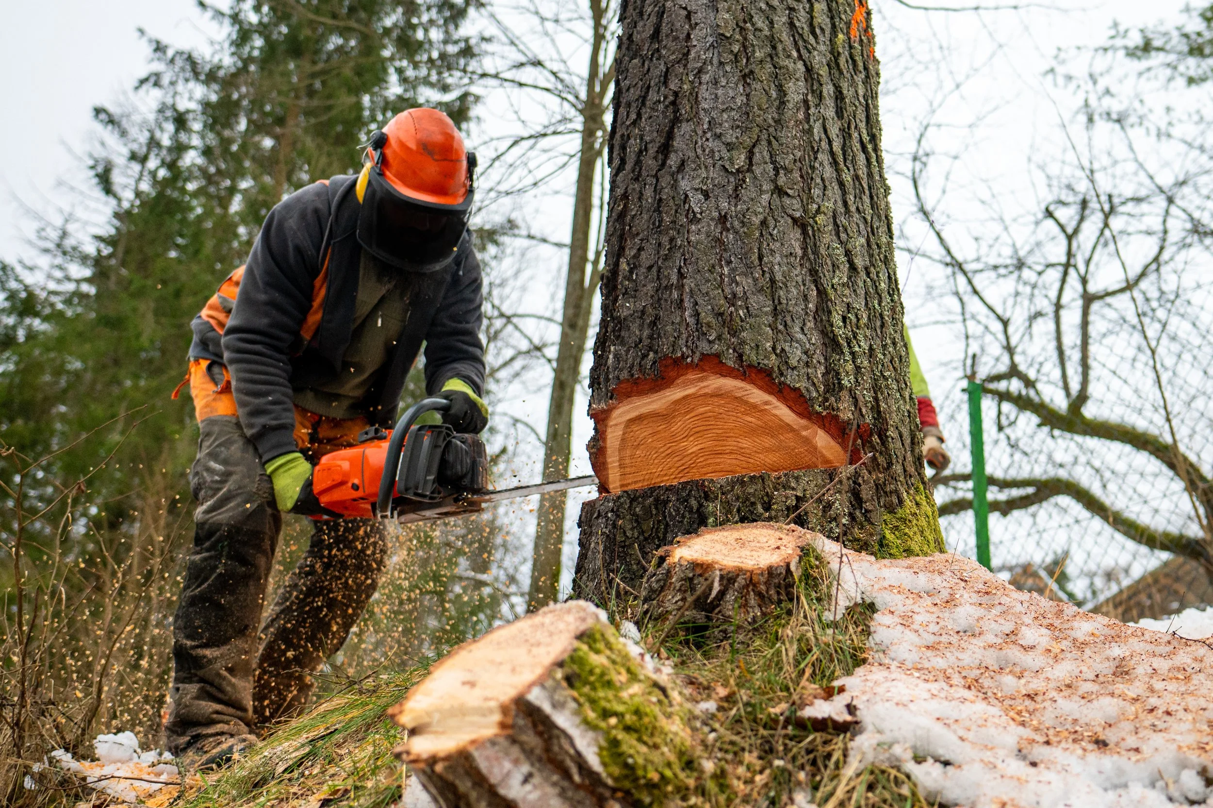 Tree Service Cutting a Tree with a Chainsaw
