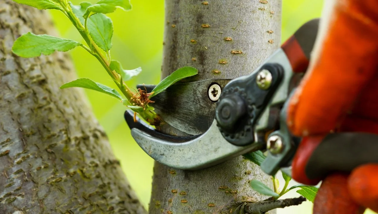 Close-up of garden shears pruning a branch on a tree with leaves.