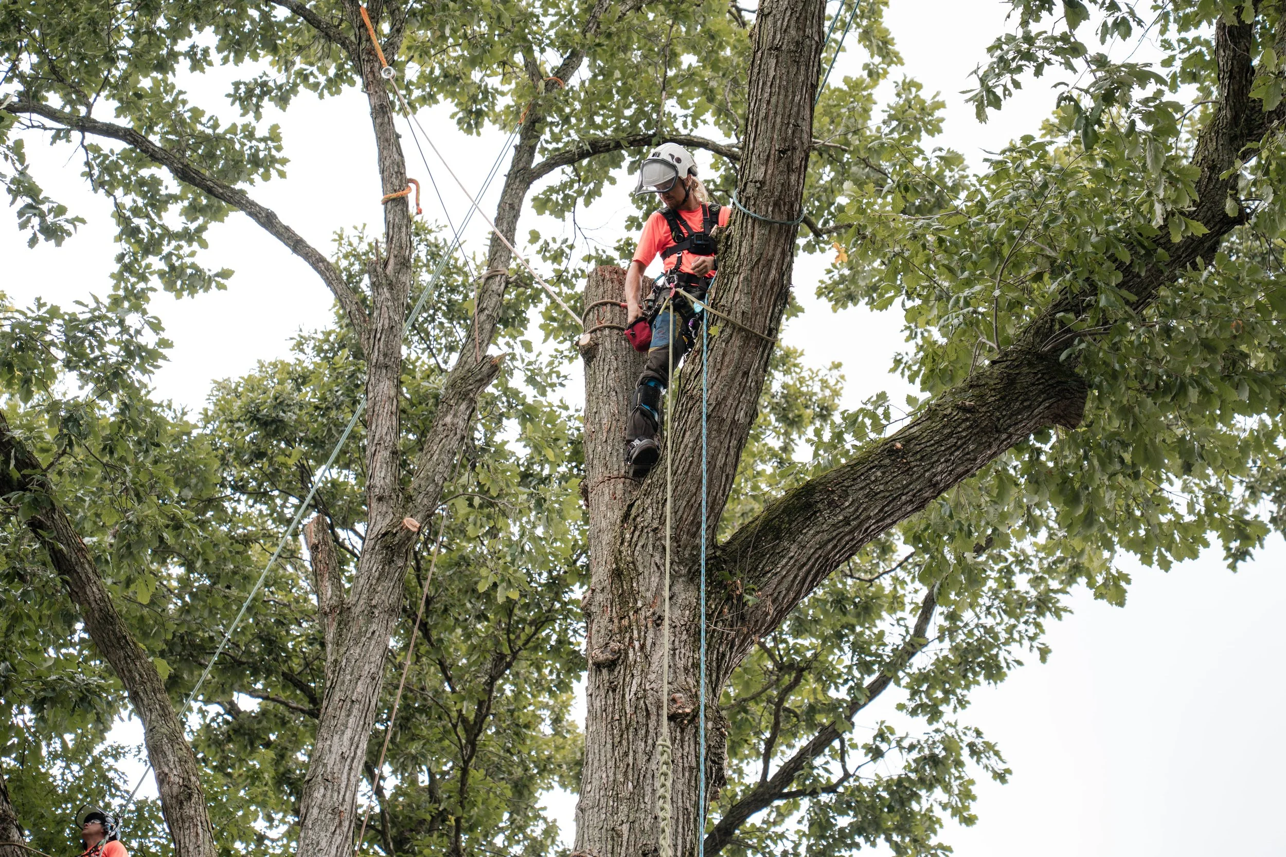 Tree service professional removing a wasp nest from a tree