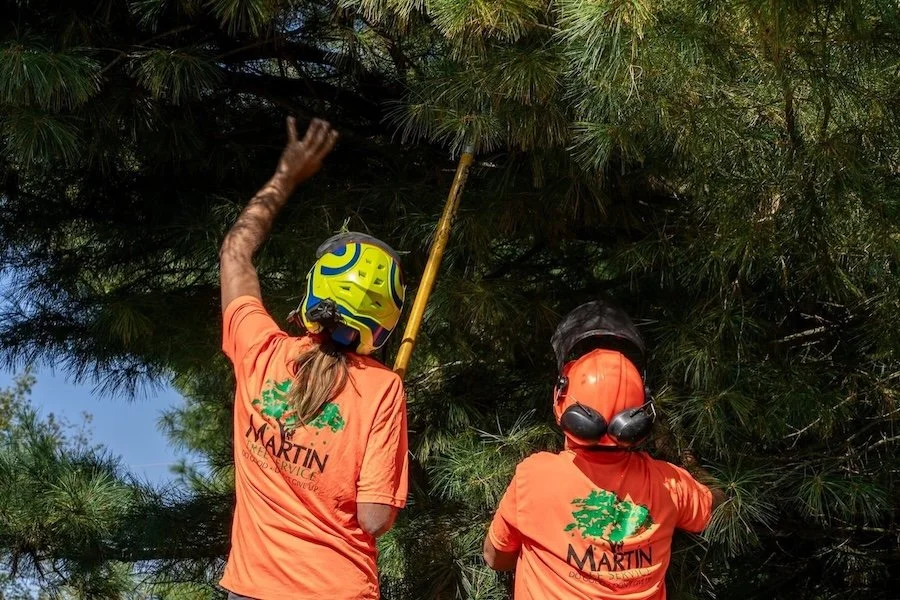 Two arborists wearing orange shirts with logo and safety helmets working on tree care, trimming branches.
