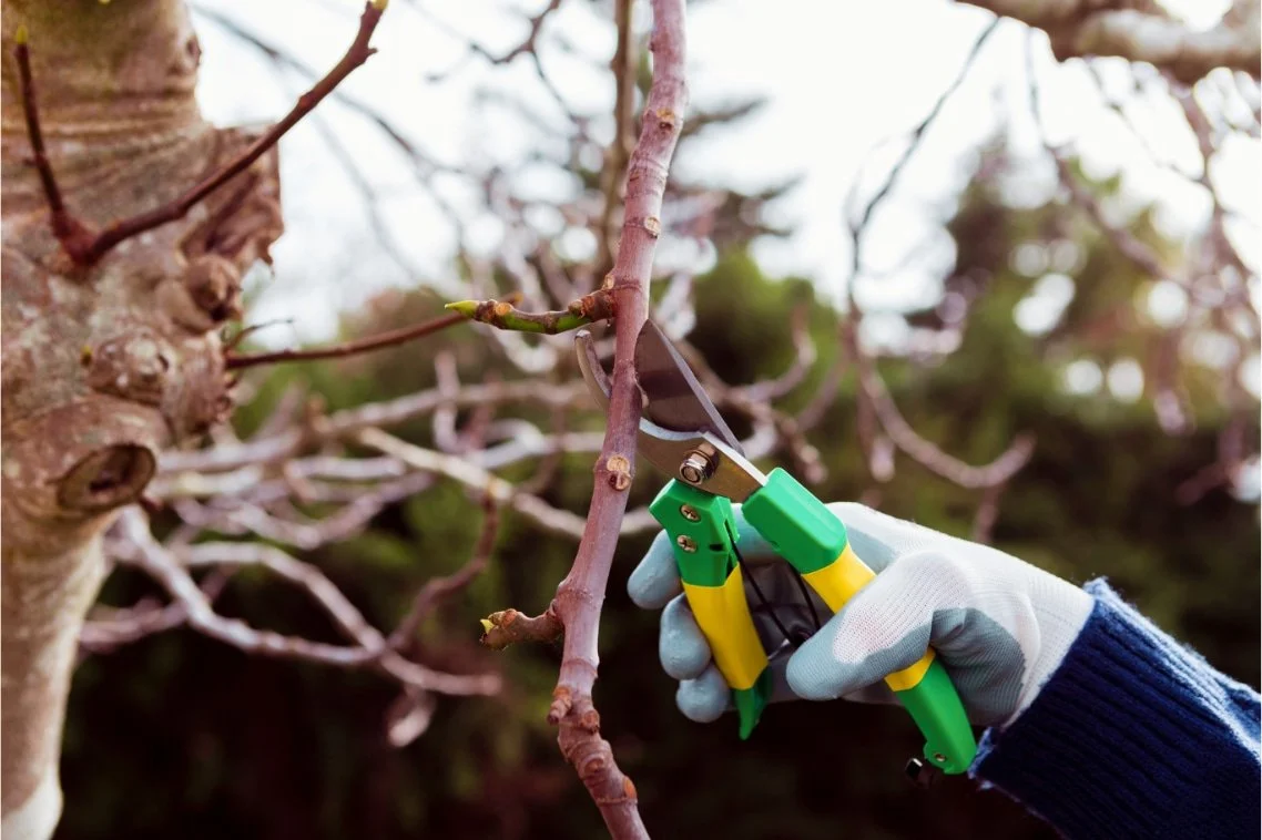 Tree-trimming-close-up-cutting-dried-branches.png