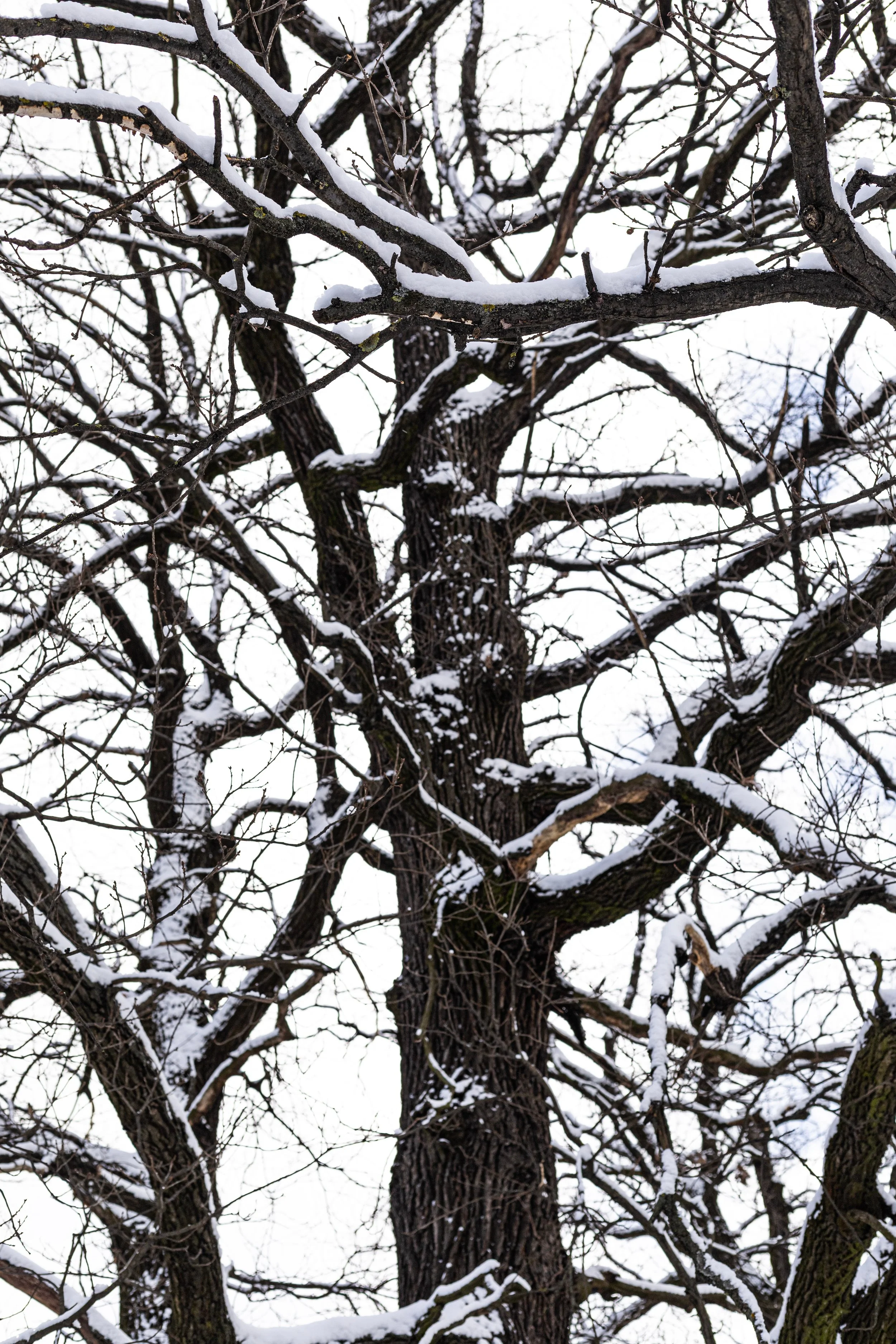 Tall winter tree with snow on the branches, when to call a tree professional