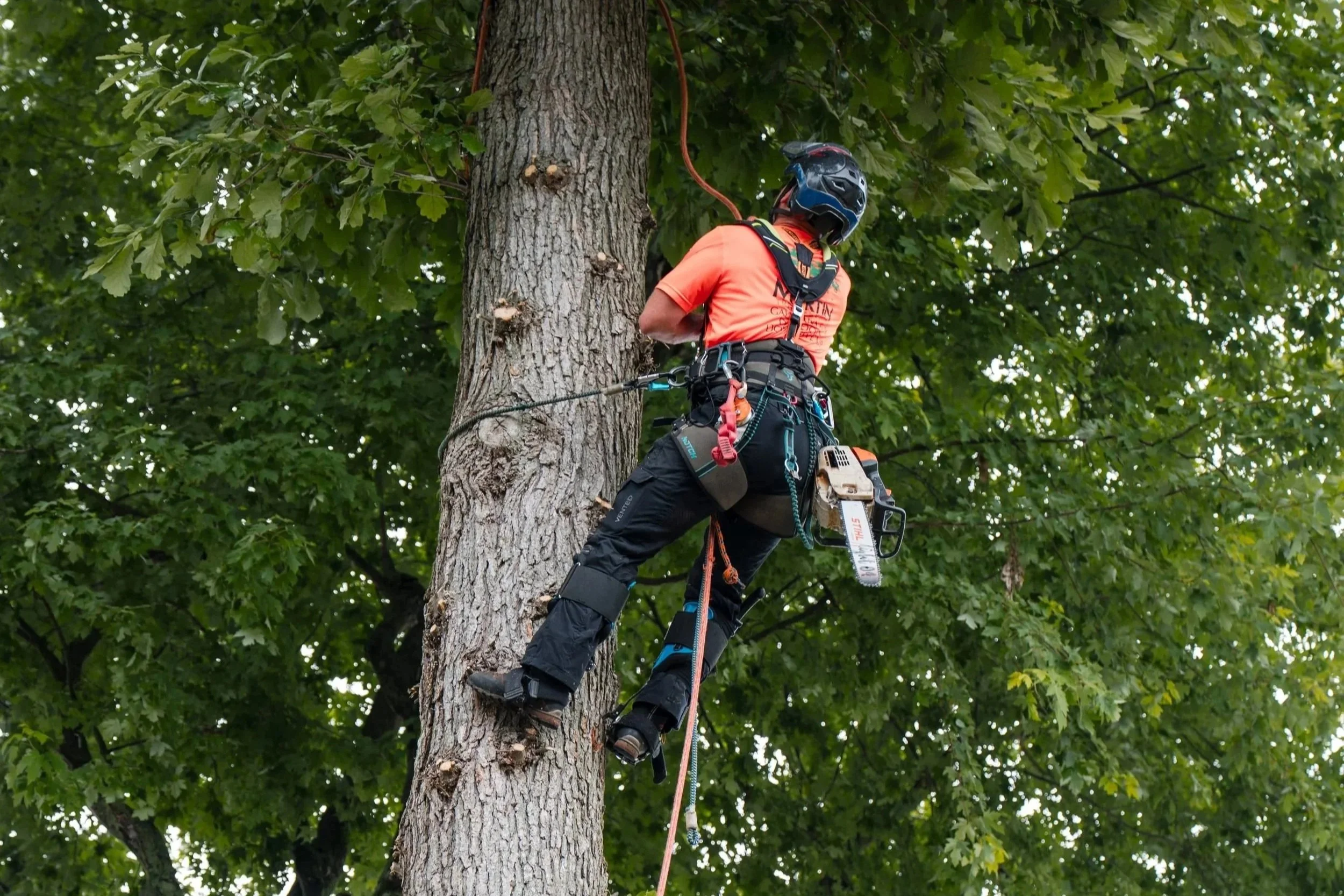 Tree service climber in safety gear ascending a mature tree