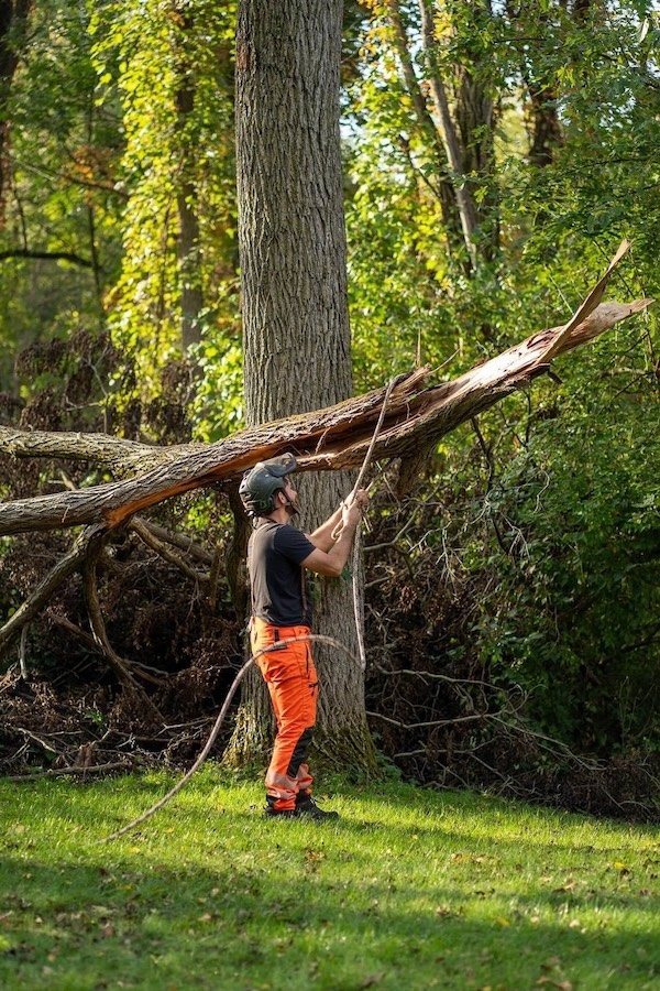 Man in safety gear handling rope near fallen tree in forest.