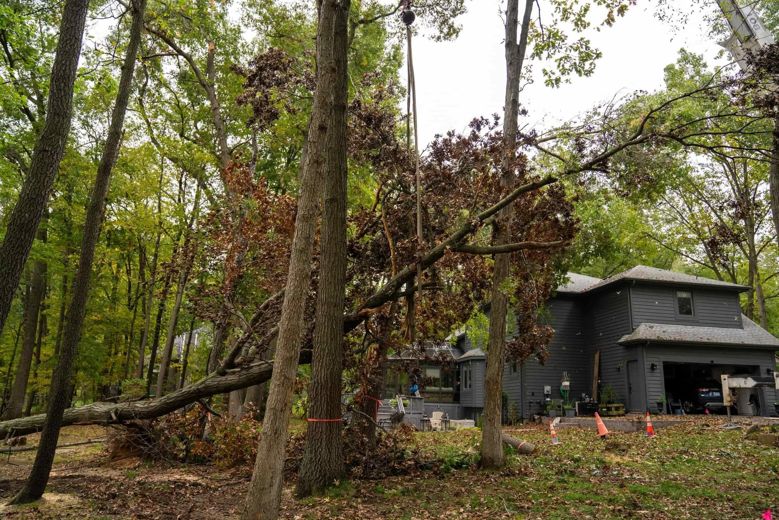 Is my tree dead? A fallen tree showing signs of decline in a Michigan yard near a home