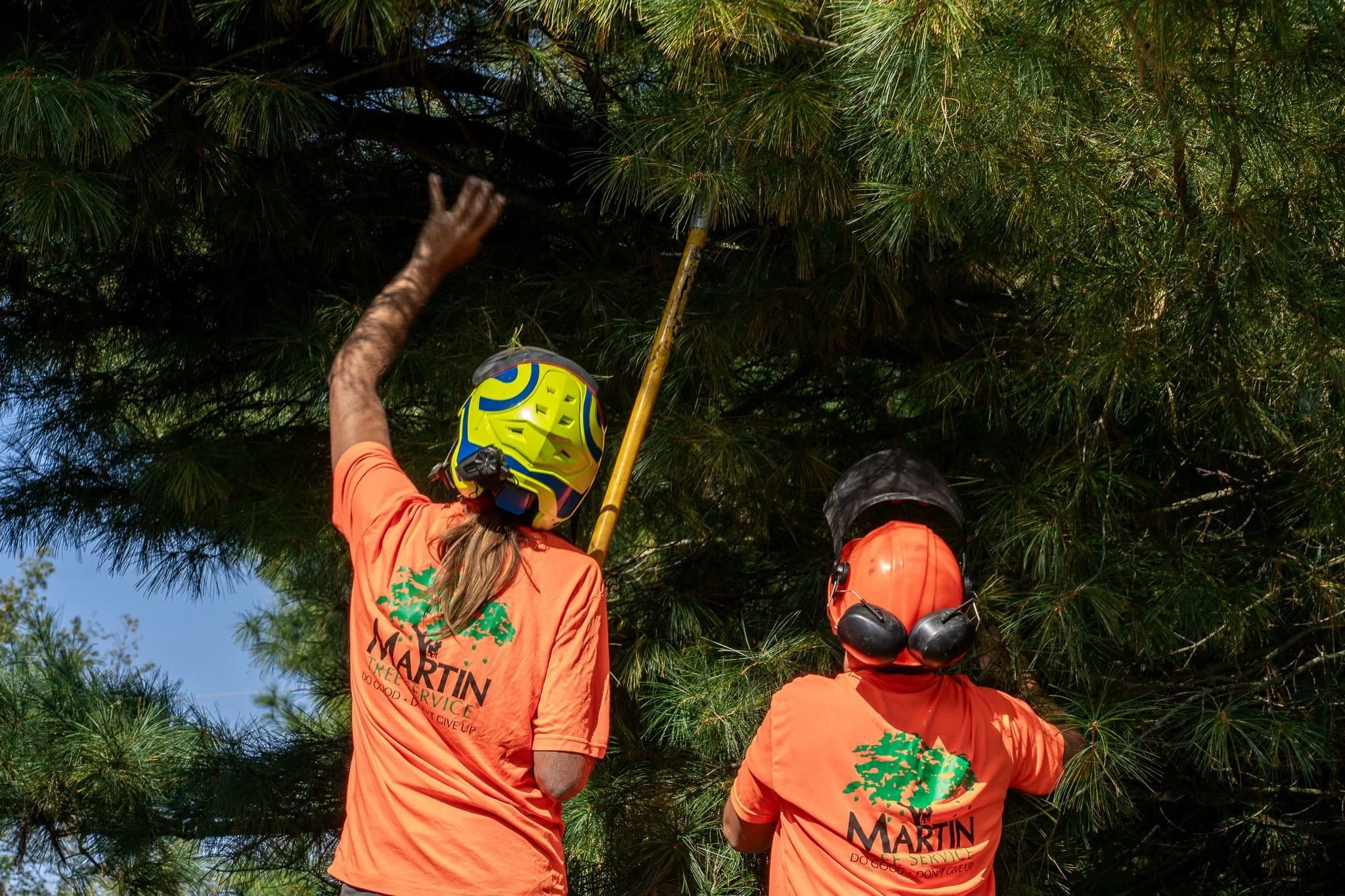 Two tree service workers in orange shirts and helmets trimming tree branches.