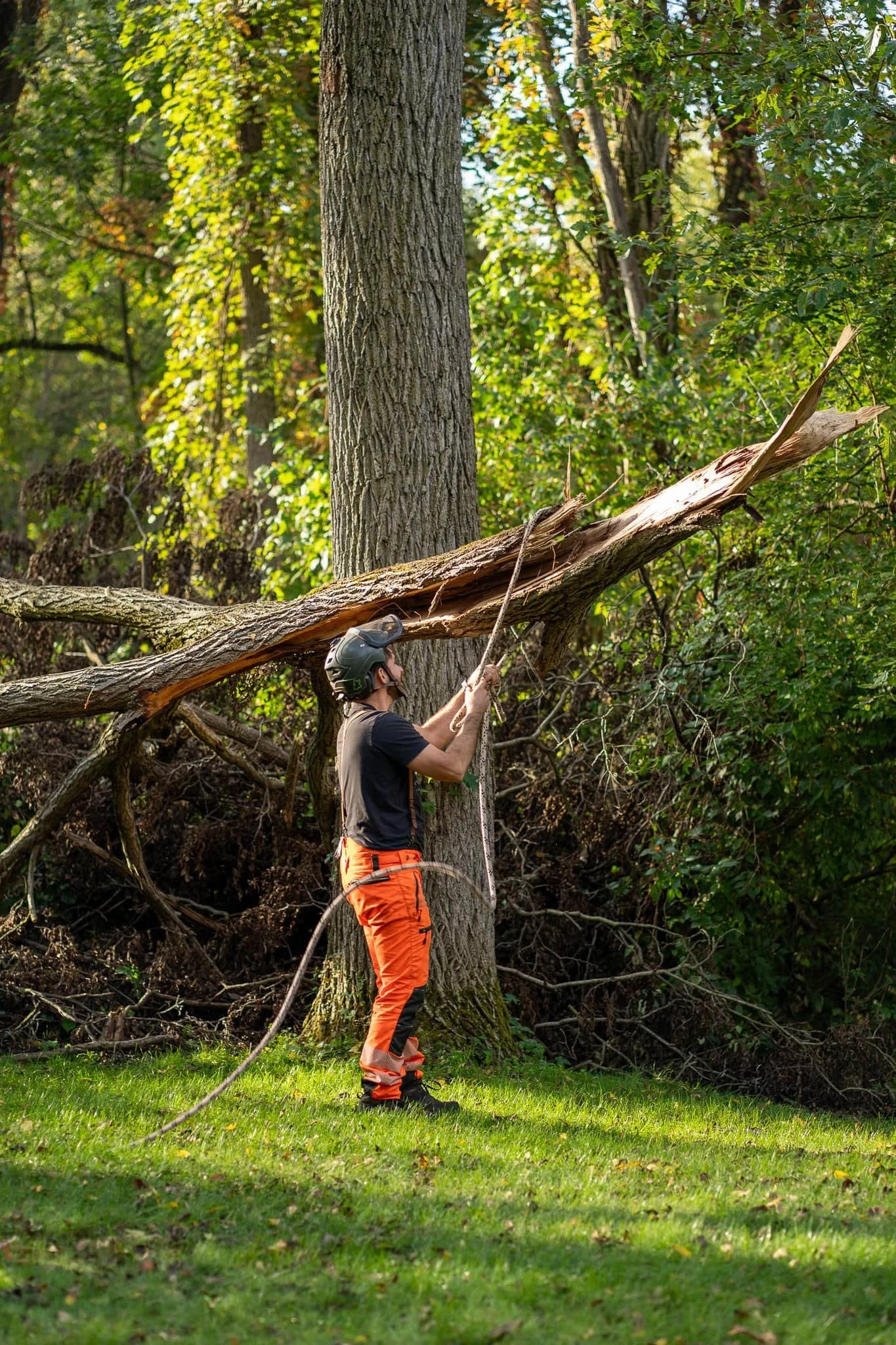 Worker in protective gear using rope to handle fallen tree in wooded area.