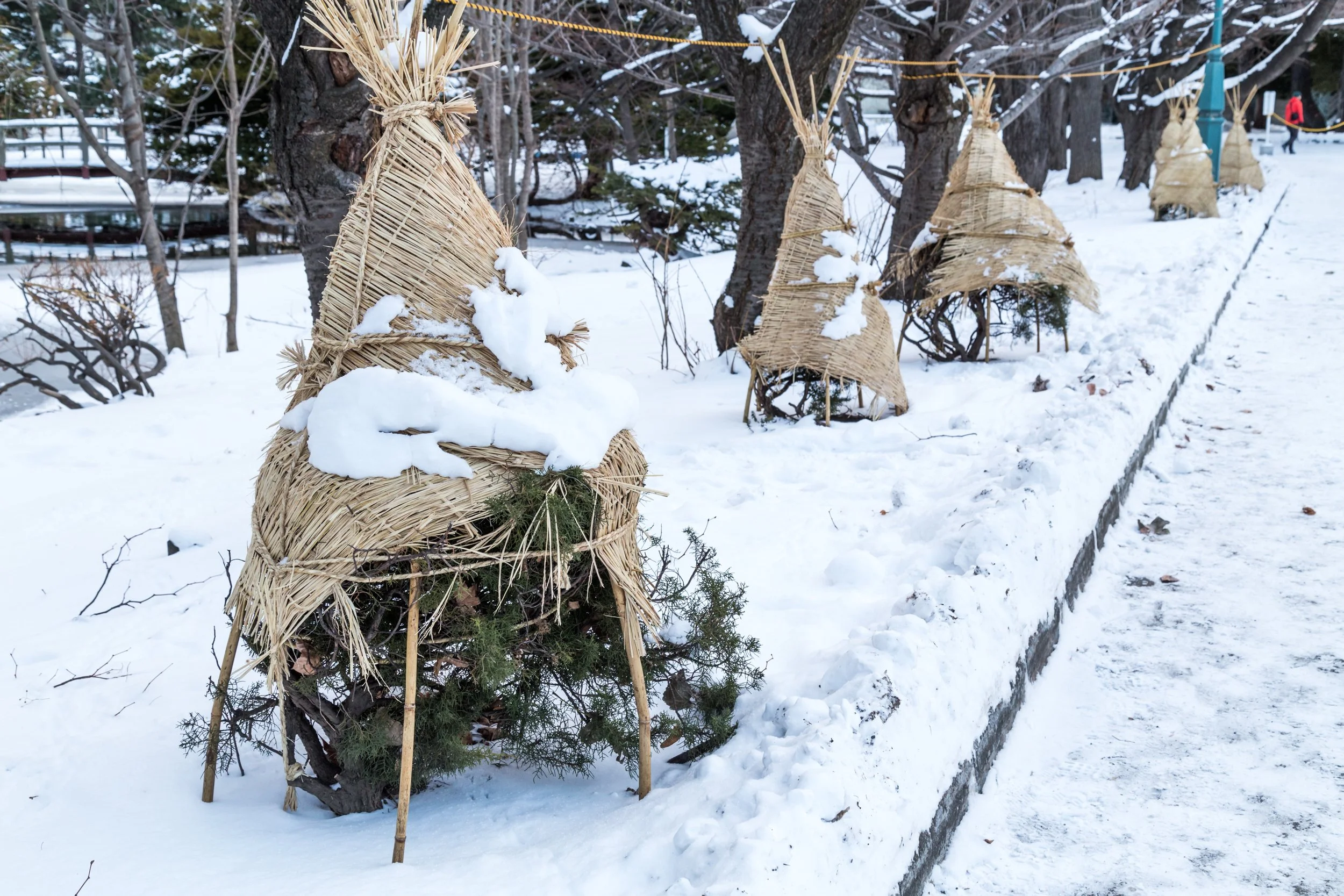 Short Pine Trees in the snow protected with a straw covering