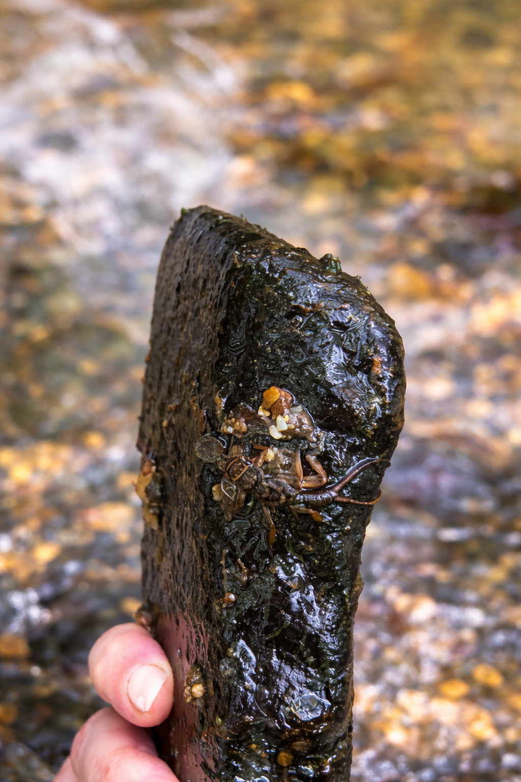 A hand holding a large, wet piece of seaweed or kelp with small sea creatures attached, with a blurry background of gravel or small stones and water.