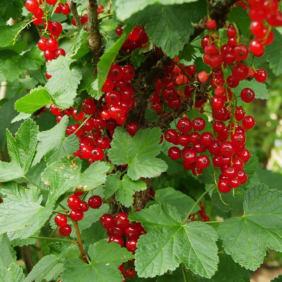 Groseillier rouge