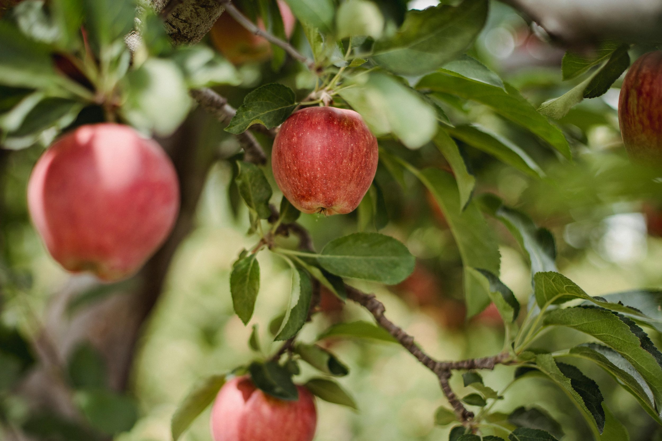 Les vergers et les arbres fruitiers