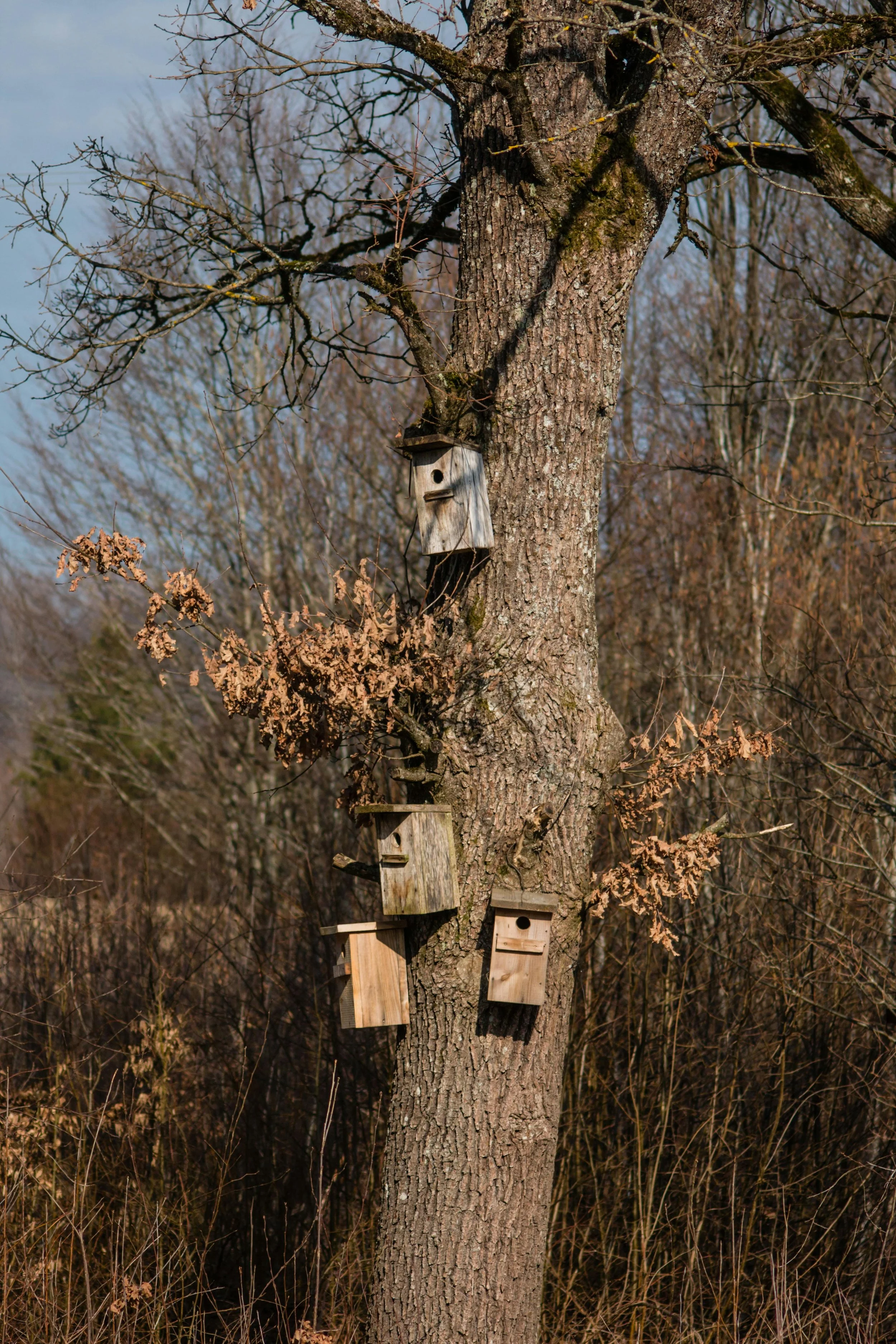 Semaine de l'arbre 2026