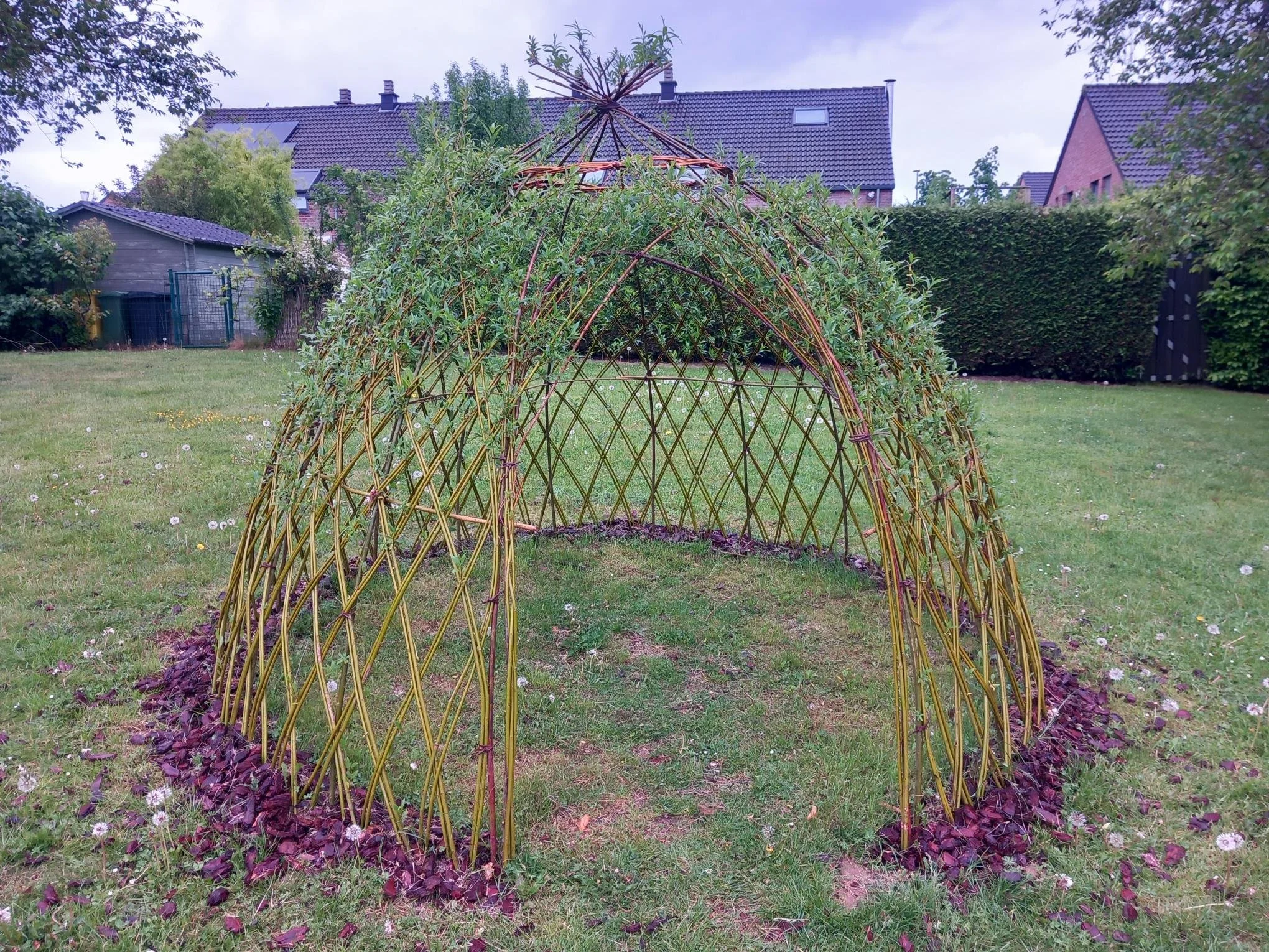 Taille cabanes en saules &amp; taille en vert d'un verger
