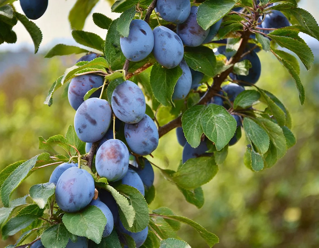 Prunier Bleue de Belgique