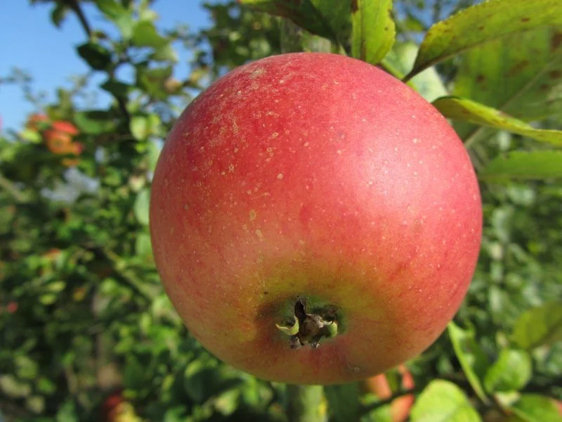 Pommier Reine des Reinettes