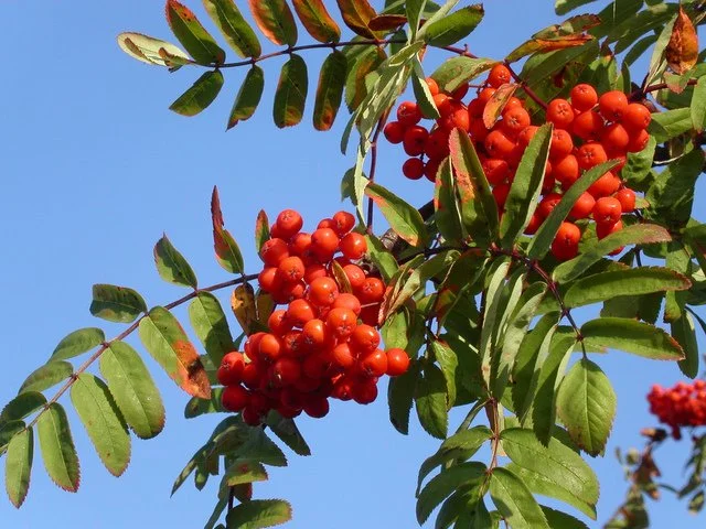 Sorbier des oiseleurs