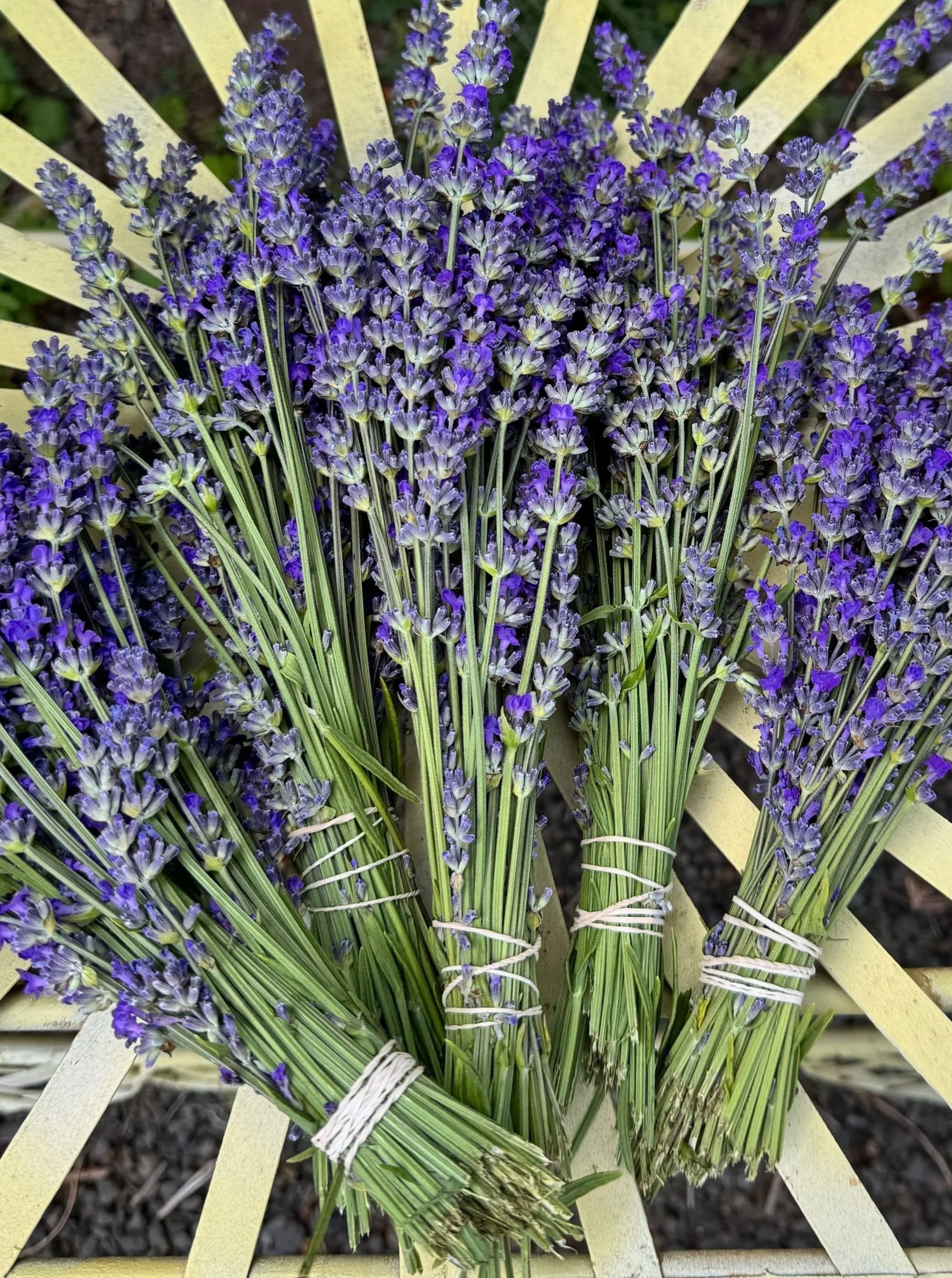 lavender+chair.jpg